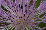 basketflower 3.jpg