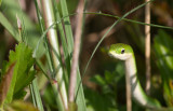 rough green snake.jpg