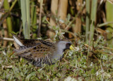 Sora Rail.jpg