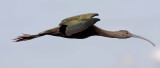 White-faced Ibis.jpg