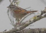 Swamp Sparrow.jpg