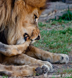 Lion Pedicure