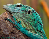 Green Tree Monitor - (Varanus prasinus)