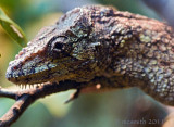 Cuban False Chameleon - (Chamaeleolis chamaeleonides)