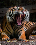  Yawning Tiger