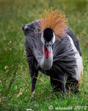 East African Crowned Crane - (Balearica regulorum gibbericeps)