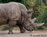Rhino on the Run