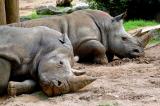 Sleepy Rhinos