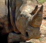 Waking Rhino