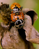 Makin Ladybugs