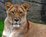 Mama Lion