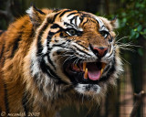  Sumatran Tiger - (Panthera tigris sumatrae)