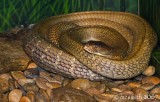 King Cobra - (Ophiophagus hannah)