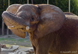 African Elephant - (Loxodonta africana)