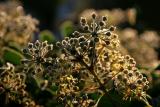 Hedera helix