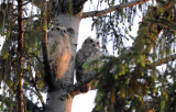 Two Great Horned Owl chicks