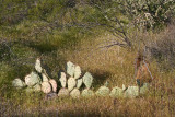 Opuntia on the High Trail