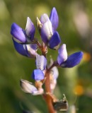 Lupine