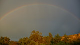 Rainbow over the Eucalyptus Forest
