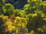 Cottonwoods in Queen Creek Riparian Area