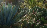 Agave americana and Prickly Pear