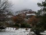 Desert Meadow