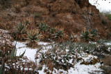 South African Aloes
