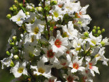 Chinese Flowering Chestnut - Xanthoceras sorbifolium