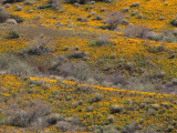 Poppies