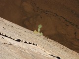 Prickly pear growing on the dam