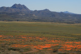 Poppies