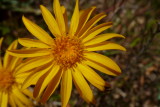Machaeranthera sp. - Yellow Spiny Daisy