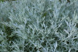 Silver King Artemesia