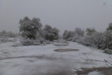 Snow scene near Oak Flat Campground
