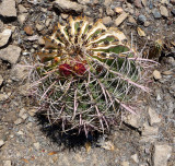 Barrel Cactus Scorched by the Picket Fire
