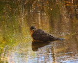 Coopers Hawk Bathing in Queen Creek