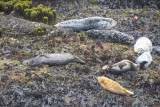 Seals near Pigeon Point Lighthouse. Trinidad, CA
