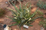 Aloe (sinkatana x hereroensis) x pubescens