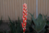Aloe pretoriensis x vaombe