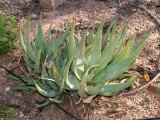 Aloe glauca