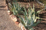 Aloe globuligemma