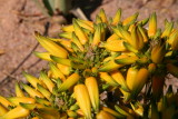 Aloe hereroensis