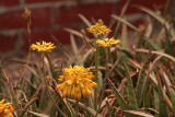 Aloe sinkatana