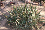 Aloe pubescens