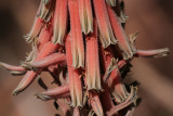 Aloe pubescens