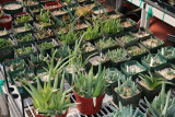 Aloe seedlings