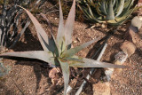 Aloe rubroviolacea