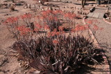 Aloe striata hybrid