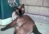 Ricco