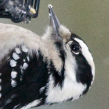 DOWNY WOODPECKER